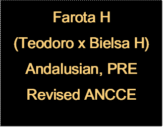 Farota H
(Teodoro x Bielsa H)
Andalusian, PRE
Revised ANCCE
