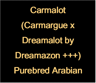 Carmalot
(Carmargue x Dreamalot by Dreamazon +++)
Purebred Arabian
