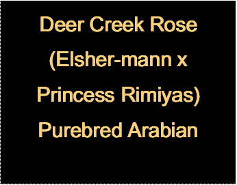 Deer Creek Rose
(Elsher-mann x Princess Rimiyas)
Purebred Arabian
