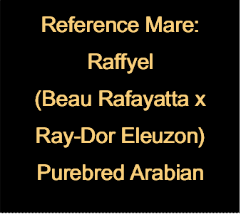 Reference Mare: Raffyel
(Beau Rafayatta x Ray-Dor Eleuzon)
Purebred Arabian
