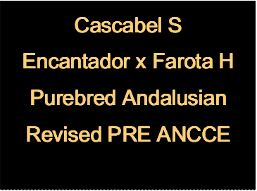 Cascabel S
Encantador x Farota H
Purebred Andalusian
Revised PRE ANCCE
